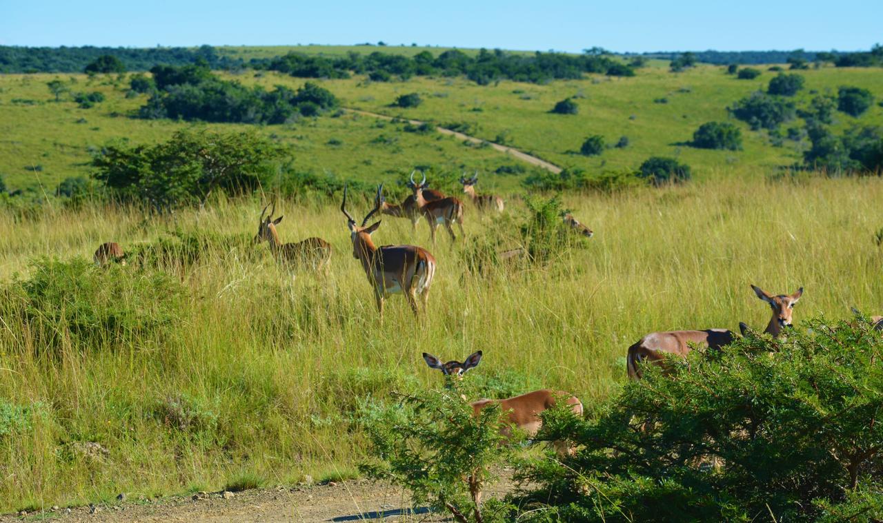 Premier Resort Mpongo Private Game Reserve Macleantown Exterior photo